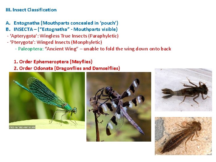 III. Insect Classification A. Entognatha (Mouthparts concealed in ‘pouch’) B. INSECTA – (“Ectognatha” - III. Insect Classification A. Entognatha (Mouthparts concealed in ‘pouch’) B. INSECTA – (“Ectognatha” -