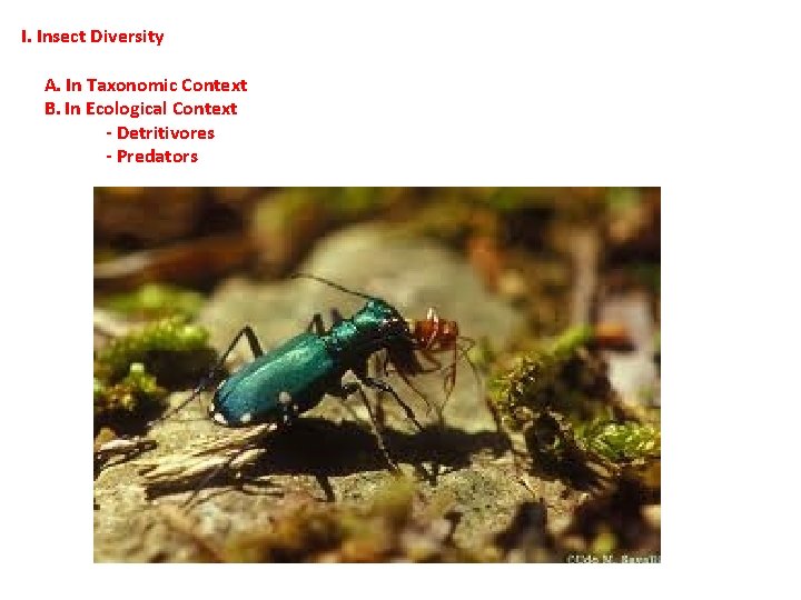 I. Insect Diversity A. In Taxonomic Context B. In Ecological Context - Detritivores - I. Insect Diversity A. In Taxonomic Context B. In Ecological Context - Detritivores -