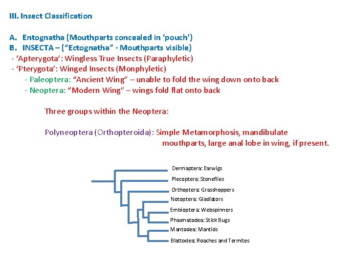 III. Insect Classification A. Entognatha (Mouthparts concealed in ‘pouch’) B. INSECTA – (“Ectognatha” - III. Insect Classification A. Entognatha (Mouthparts concealed in ‘pouch’) B. INSECTA – (“Ectognatha” -