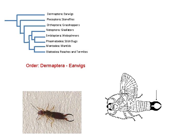 Dermaptera: Earwigs Plecoptera: Stoneflies Orthoptera: Grasshoppers Notoptera: Gladiators Embioptera: Webspinners Phasmatodea: Stick Bugs Mantodea: Dermaptera: Earwigs Plecoptera: Stoneflies Orthoptera: Grasshoppers Notoptera: Gladiators Embioptera: Webspinners Phasmatodea: Stick Bugs Mantodea: