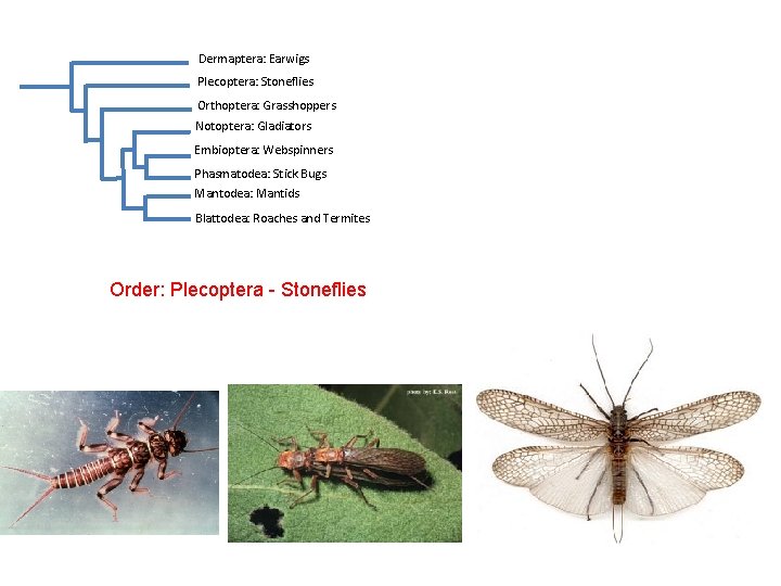 Dermaptera: Earwigs Plecoptera: Stoneflies Orthoptera: Grasshoppers Notoptera: Gladiators Embioptera: Webspinners Phasmatodea: Stick Bugs Mantodea: Dermaptera: Earwigs Plecoptera: Stoneflies Orthoptera: Grasshoppers Notoptera: Gladiators Embioptera: Webspinners Phasmatodea: Stick Bugs Mantodea: