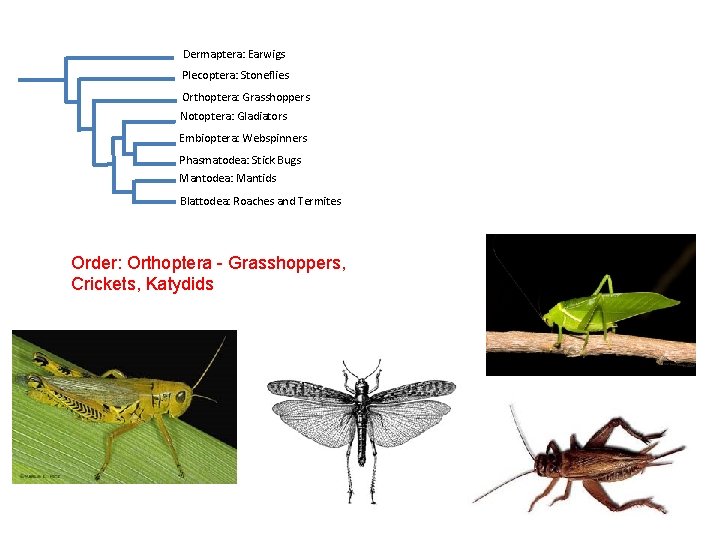 Dermaptera: Earwigs Plecoptera: Stoneflies Orthoptera: Grasshoppers Notoptera: Gladiators Embioptera: Webspinners Phasmatodea: Stick Bugs Mantodea: Dermaptera: Earwigs Plecoptera: Stoneflies Orthoptera: Grasshoppers Notoptera: Gladiators Embioptera: Webspinners Phasmatodea: Stick Bugs Mantodea: