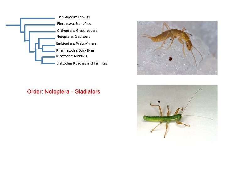 Dermaptera: Earwigs Plecoptera: Stoneflies Orthoptera: Grasshoppers Notoptera: Gladiators Embioptera: Webspinners Phasmatodea: Stick Bugs Mantodea: Dermaptera: Earwigs Plecoptera: Stoneflies Orthoptera: Grasshoppers Notoptera: Gladiators Embioptera: Webspinners Phasmatodea: Stick Bugs Mantodea: