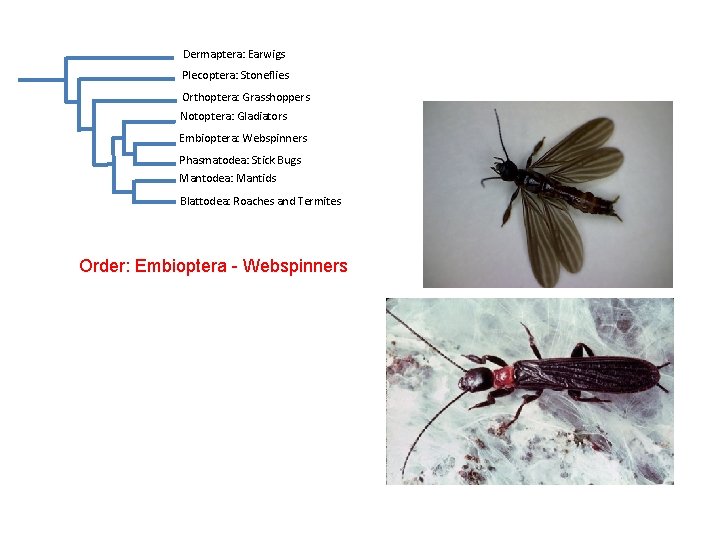 Dermaptera: Earwigs Plecoptera: Stoneflies Orthoptera: Grasshoppers Notoptera: Gladiators Embioptera: Webspinners Phasmatodea: Stick Bugs Mantodea: Dermaptera: Earwigs Plecoptera: Stoneflies Orthoptera: Grasshoppers Notoptera: Gladiators Embioptera: Webspinners Phasmatodea: Stick Bugs Mantodea:
