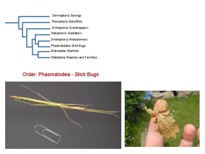 Dermaptera: Earwigs Plecoptera: Stoneflies Orthoptera: Grasshoppers Notoptera: Gladiators Embioptera: Webspinners Phasmatodea: Stick Bugs Mantodea: Dermaptera: Earwigs Plecoptera: Stoneflies Orthoptera: Grasshoppers Notoptera: Gladiators Embioptera: Webspinners Phasmatodea: Stick Bugs Mantodea: