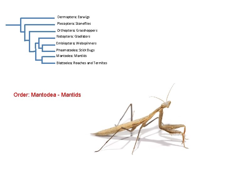 Dermaptera: Earwigs Plecoptera: Stoneflies Orthoptera: Grasshoppers Notoptera: Gladiators Embioptera: Webspinners Phasmatodea: Stick Bugs Mantodea: Dermaptera: Earwigs Plecoptera: Stoneflies Orthoptera: Grasshoppers Notoptera: Gladiators Embioptera: Webspinners Phasmatodea: Stick Bugs Mantodea: