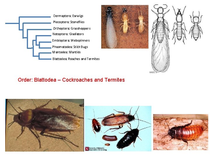 Dermaptera: Earwigs Plecoptera: Stoneflies Orthoptera: Grasshoppers Notoptera: Gladiators Embioptera: Webspinners Phasmatodea: Stick Bugs Mantodea: Dermaptera: Earwigs Plecoptera: Stoneflies Orthoptera: Grasshoppers Notoptera: Gladiators Embioptera: Webspinners Phasmatodea: Stick Bugs Mantodea: