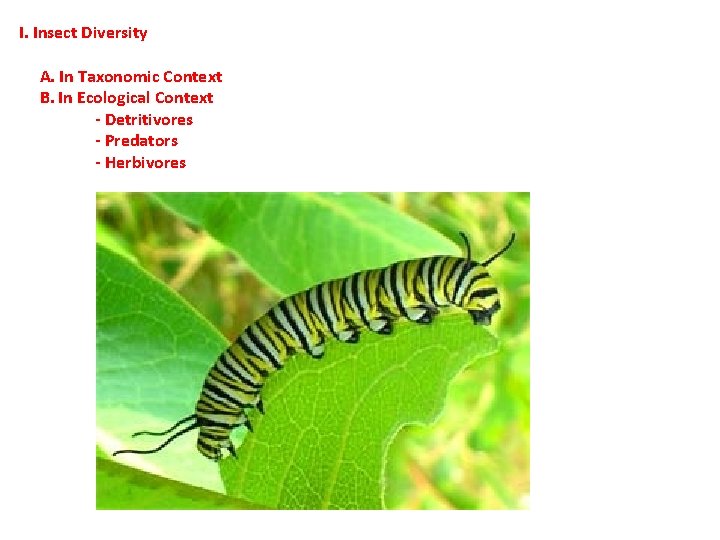 I. Insect Diversity A. In Taxonomic Context B. In Ecological Context - Detritivores - I. Insect Diversity A. In Taxonomic Context B. In Ecological Context - Detritivores -