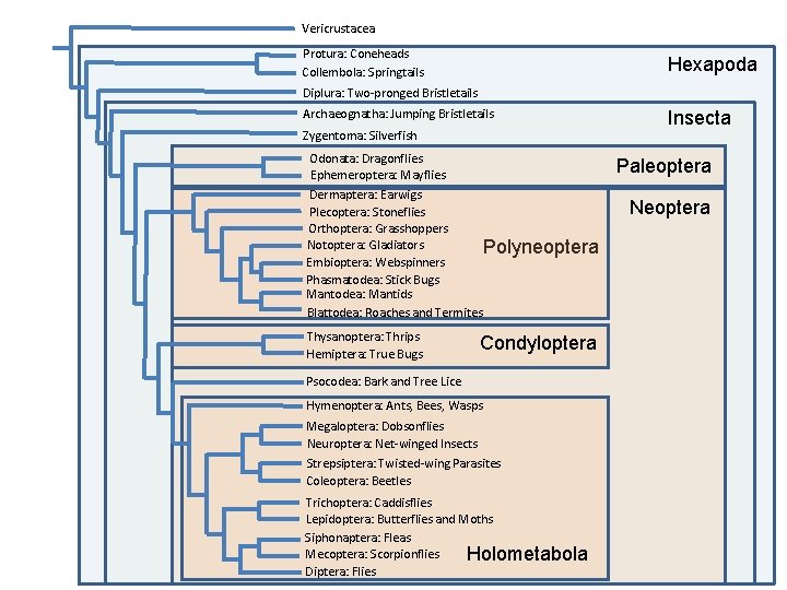 Vericrustacea Protura: Coneheads Collembola: Springtails Hexapoda Diplura: Two-pronged Bristletails Archaeognatha: Jumping Bristletails Zygentoma: Silverfish Vericrustacea Protura: Coneheads Collembola: Springtails Hexapoda Diplura: Two-pronged Bristletails Archaeognatha: Jumping Bristletails Zygentoma: Silverfish