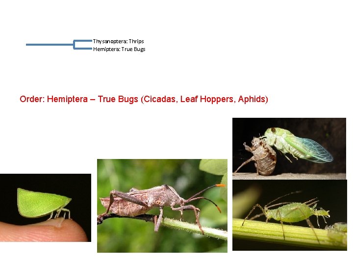 Thysanoptera: Thrips Hemiptera: True Bugs Order: Hemiptera – True Bugs (Cicadas, Leaf Hoppers, Aphids) Thysanoptera: Thrips Hemiptera: True Bugs Order: Hemiptera – True Bugs (Cicadas, Leaf Hoppers, Aphids)