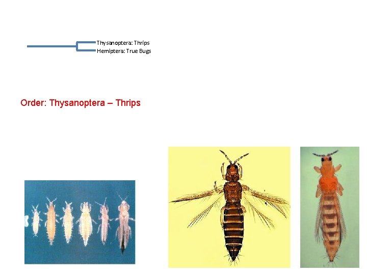 Thysanoptera: Thrips Hemiptera: True Bugs Order: Thysanoptera – Thrips  Thysanoptera: Thrips Hemiptera: True Bugs Order: Thysanoptera – Thrips