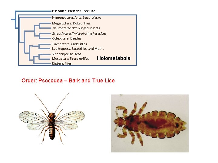 Psocodea: Bark and Tree Lice Hymenoptera: Ants, Bees, Wasps Megaloptera: Dobsonflies Neuroptera: Net-winged Insects Psocodea: Bark and Tree Lice Hymenoptera: Ants, Bees, Wasps Megaloptera: Dobsonflies Neuroptera: Net-winged Insects