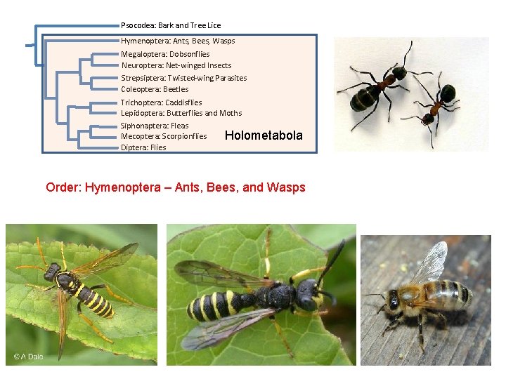 Psocodea: Bark and Tree Lice Hymenoptera: Ants, Bees, Wasps Megaloptera: Dobsonflies Neuroptera: Net-winged Insects Psocodea: Bark and Tree Lice Hymenoptera: Ants, Bees, Wasps Megaloptera: Dobsonflies Neuroptera: Net-winged Insects