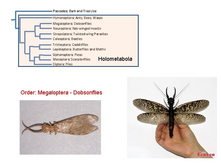 Psocodea: Bark and Tree Lice Hymenoptera: Ants, Bees, Wasps Megaloptera: Dobsonflies Neuroptera: Net-winged Insects Psocodea: Bark and Tree Lice Hymenoptera: Ants, Bees, Wasps Megaloptera: Dobsonflies Neuroptera: Net-winged Insects