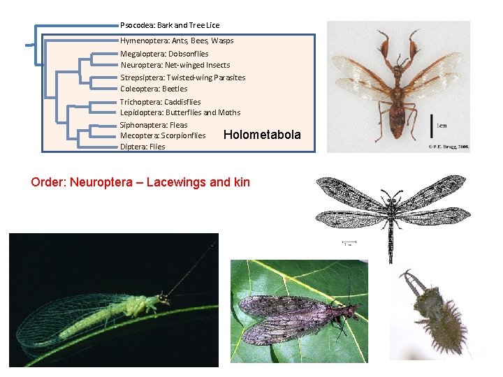 Psocodea: Bark and Tree Lice Hymenoptera: Ants, Bees, Wasps Megaloptera: Dobsonflies Neuroptera: Net-winged Insects Psocodea: Bark and Tree Lice Hymenoptera: Ants, Bees, Wasps Megaloptera: Dobsonflies Neuroptera: Net-winged Insects