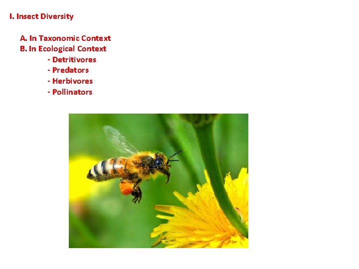 I. Insect Diversity A. In Taxonomic Context B. In Ecological Context - Detritivores - I. Insect Diversity A. In Taxonomic Context B. In Ecological Context - Detritivores -