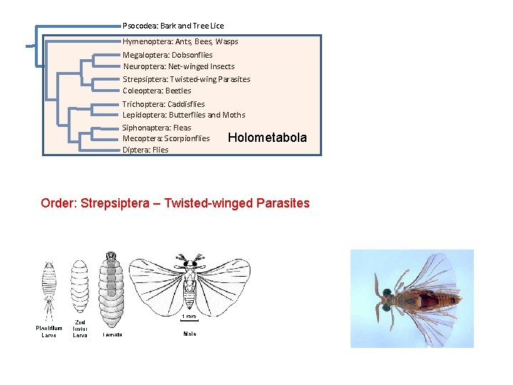 Psocodea: Bark and Tree Lice Hymenoptera: Ants, Bees, Wasps Megaloptera: Dobsonflies Neuroptera: Net-winged Insects Psocodea: Bark and Tree Lice Hymenoptera: Ants, Bees, Wasps Megaloptera: Dobsonflies Neuroptera: Net-winged Insects