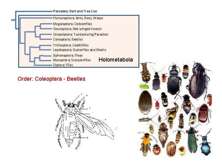 Psocodea: Bark and Tree Lice Hymenoptera: Ants, Bees, Wasps Megaloptera: Dobsonflies Neuroptera: Net-winged Insects Psocodea: Bark and Tree Lice Hymenoptera: Ants, Bees, Wasps Megaloptera: Dobsonflies Neuroptera: Net-winged Insects