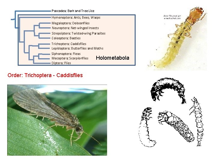 Psocodea: Bark and Tree Lice Hymenoptera: Ants, Bees, Wasps Megaloptera: Dobsonflies Neuroptera: Net-winged Insects Psocodea: Bark and Tree Lice Hymenoptera: Ants, Bees, Wasps Megaloptera: Dobsonflies Neuroptera: Net-winged Insects
