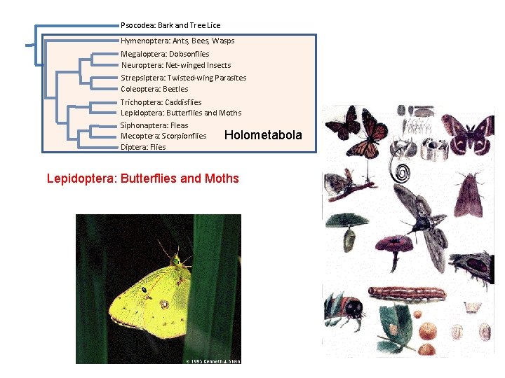 Psocodea: Bark and Tree Lice Hymenoptera: Ants, Bees, Wasps Megaloptera: Dobsonflies Neuroptera: Net-winged Insects Psocodea: Bark and Tree Lice Hymenoptera: Ants, Bees, Wasps Megaloptera: Dobsonflies Neuroptera: Net-winged Insects