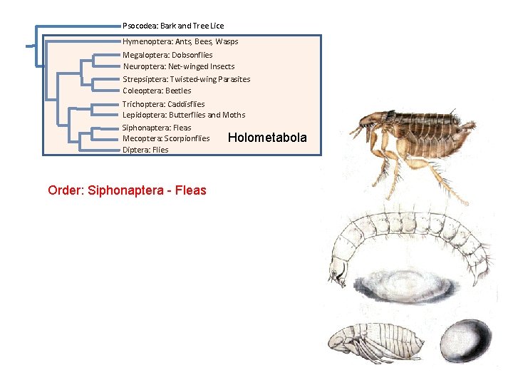 Psocodea: Bark and Tree Lice Hymenoptera: Ants, Bees, Wasps Megaloptera: Dobsonflies Neuroptera: Net-winged Insects Psocodea: Bark and Tree Lice Hymenoptera: Ants, Bees, Wasps Megaloptera: Dobsonflies Neuroptera: Net-winged Insects