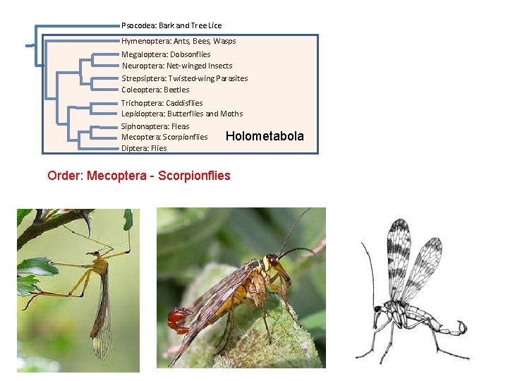 Psocodea: Bark and Tree Lice Hymenoptera: Ants, Bees, Wasps Megaloptera: Dobsonflies Neuroptera: Net-winged Insects Psocodea: Bark and Tree Lice Hymenoptera: Ants, Bees, Wasps Megaloptera: Dobsonflies Neuroptera: Net-winged Insects
