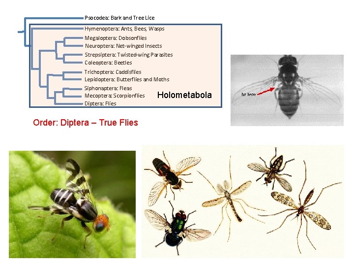 Psocodea: Bark and Tree Lice Hymenoptera: Ants, Bees, Wasps Megaloptera: Dobsonflies Neuroptera: Net-winged Insects Psocodea: Bark and Tree Lice Hymenoptera: Ants, Bees, Wasps Megaloptera: Dobsonflies Neuroptera: Net-winged Insects