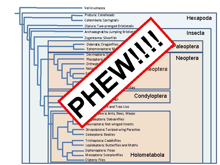 Vericrustacea Protura: Coneheads Collembola: Springtails Hexapoda Diplura: Two-pronged Bristletails ! ! !! Archaeognatha: Jumping Vericrustacea Protura: Coneheads Collembola: Springtails Hexapoda Diplura: Two-pronged Bristletails ! ! !! Archaeognatha: Jumping