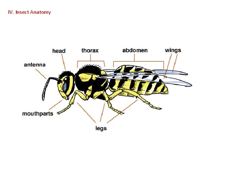 IV. Insect Anatomy  IV. Insect Anatomy