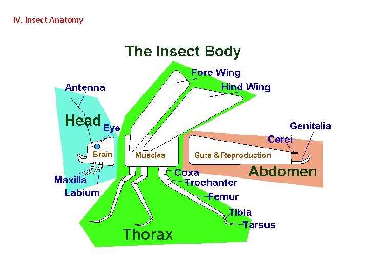 IV. Insect Anatomy  IV. Insect Anatomy