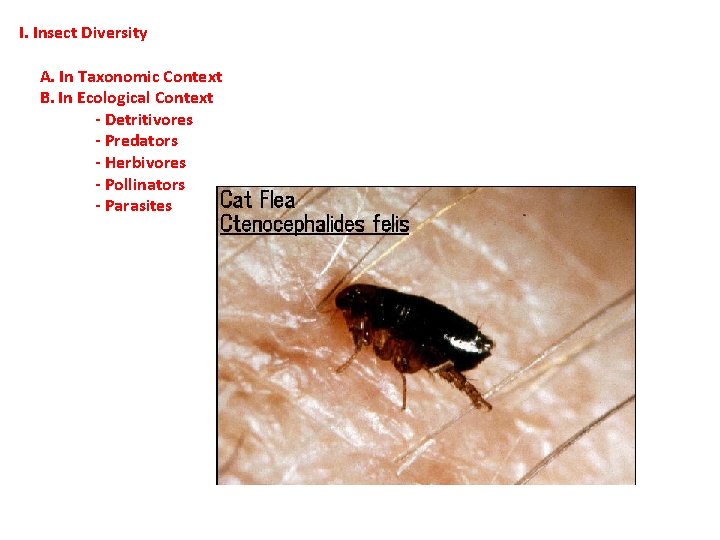 I. Insect Diversity A. In Taxonomic Context B. In Ecological Context - Detritivores - I. Insect Diversity A. In Taxonomic Context B. In Ecological Context - Detritivores -