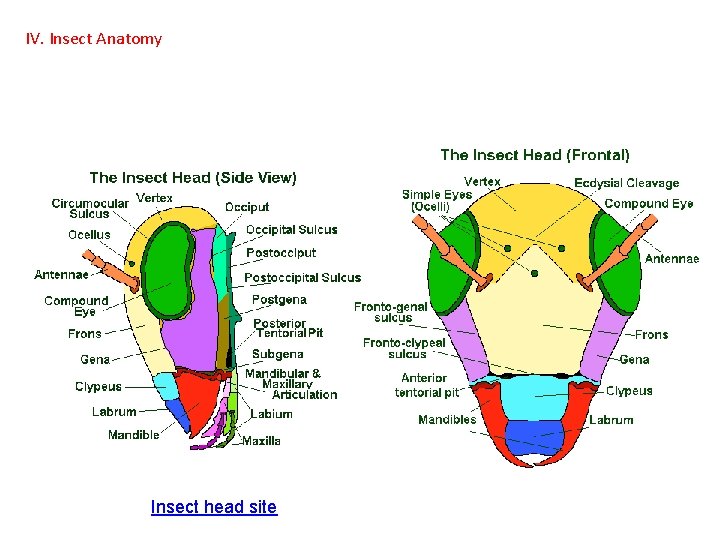 IV. Insect Anatomy Insect head site  IV. Insect Anatomy Insect head site