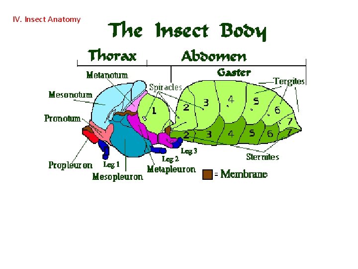 IV. Insect Anatomy  IV. Insect Anatomy