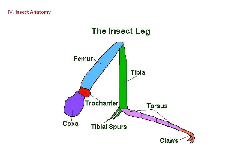 IV. Insect Anatomy  IV. Insect Anatomy