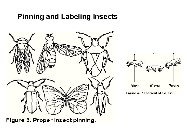 Pinning and Labeling Insects  Pinning and Labeling Insects