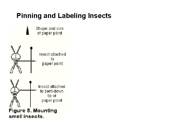 Pinning and Labeling Insects  Pinning and Labeling Insects