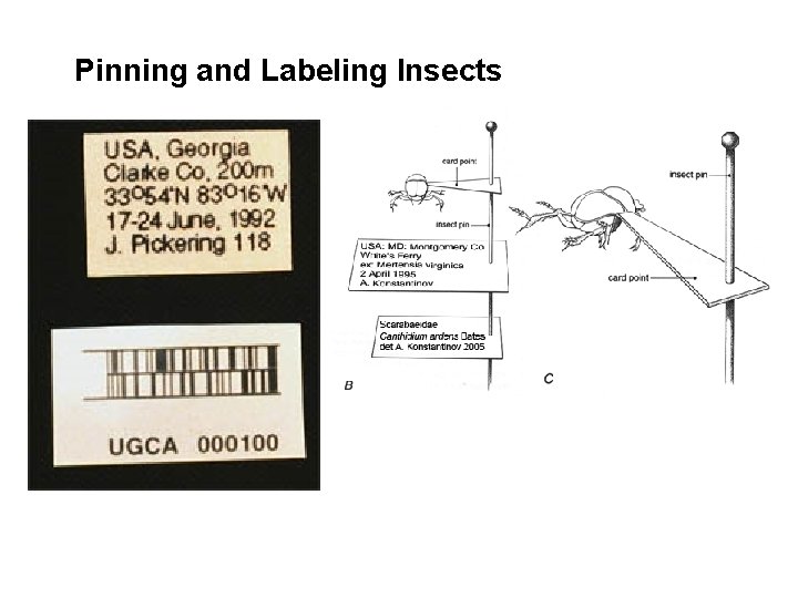Pinning and Labeling Insects  Pinning and Labeling Insects