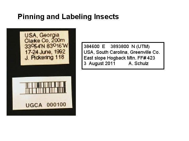 Pinning and Labeling Insects 384600 E 3893800 N (UTM) USA, South Carolina, Greenville Co. Pinning and Labeling Insects 384600 E 3893800 N (UTM) USA, South Carolina, Greenville Co.