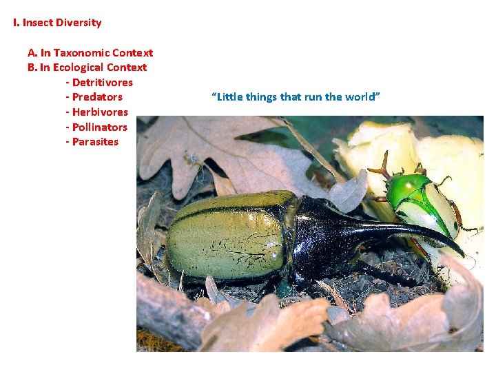 I. Insect Diversity A. In Taxonomic Context B. In Ecological Context - Detritivores - I. Insect Diversity A. In Taxonomic Context B. In Ecological Context - Detritivores -