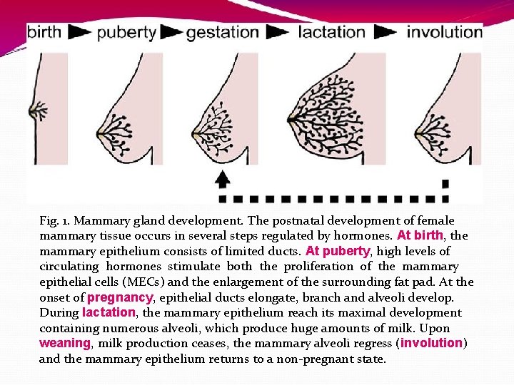 Fig. 1. Mammary gland development. The postnatal development of female mammary tissue occurs in