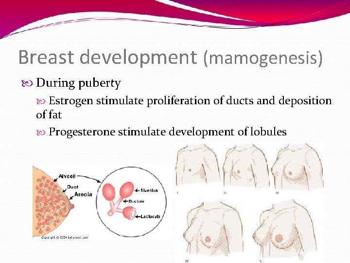 Breast development (mamogenesis) During puberty Estrogen stimulate proliferation of ducts and deposition of fat