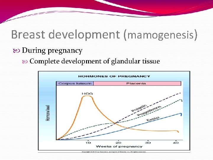 Breast development (mamogenesis) During pregnancy Complete development of glandular tissue 