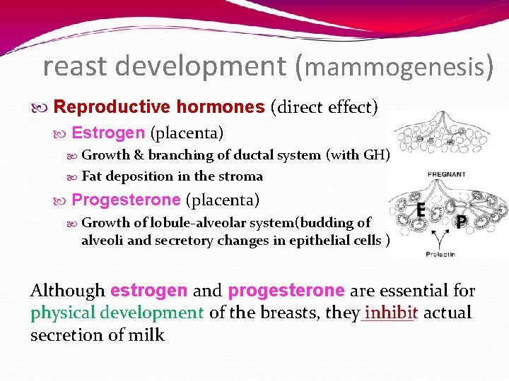 reast development (mammogenesis) Reproductive hormones (direct effect) Estrogen (placenta) Growth & branching of ductal