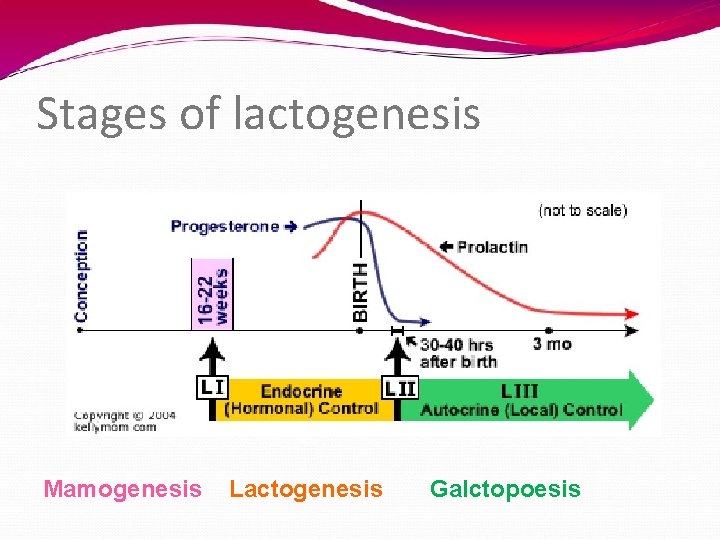 Stages of lactogenesis Mamogenesis Lactogenesis Galctopoesis 