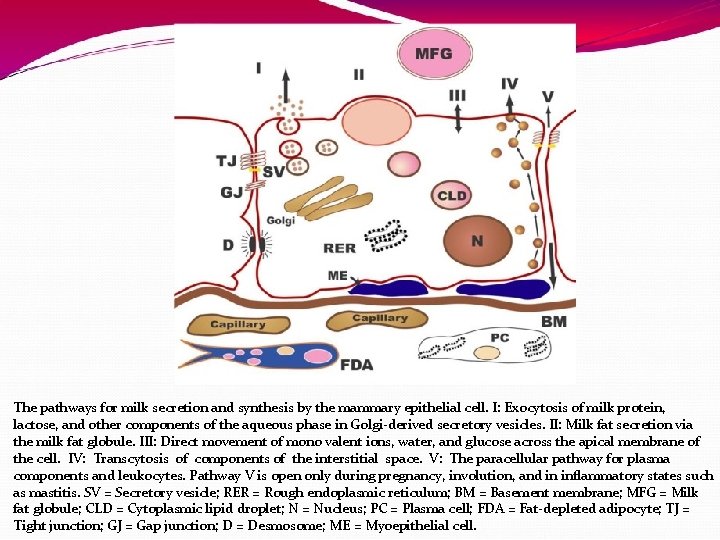 The pathways for milk secretion and synthesis by the mammary epithelial cell. I: Exocytosis