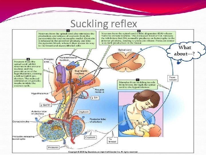 Suckling reflex What about---? 