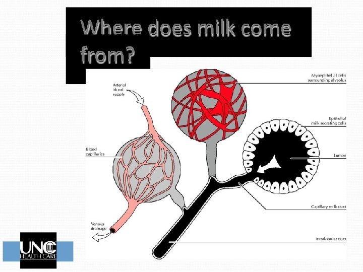 Where does milk come from? 