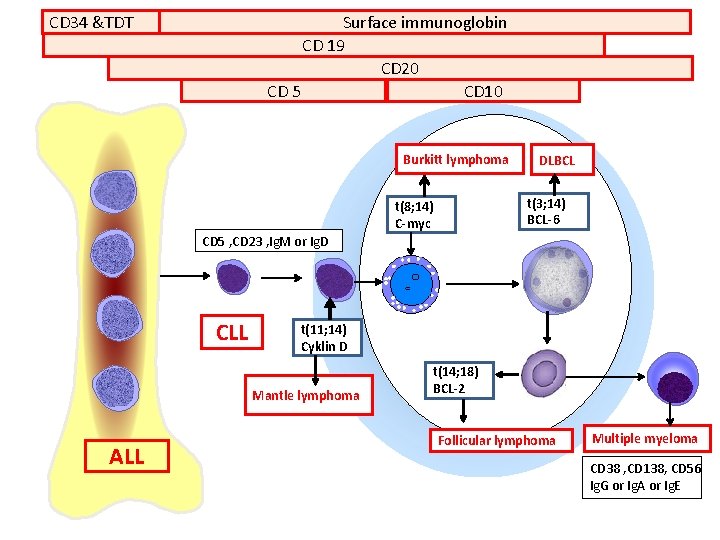 CD 34 &TDT Surface immunoglobin CD 19 CD 20 CD 10 CD 5 Burkitt