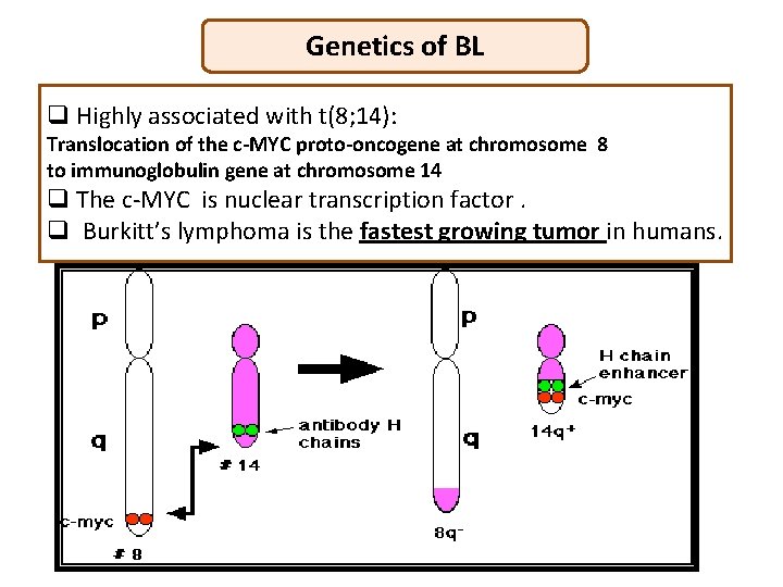 Genetics of BL q Highly associated with t(8; 14): Translocation of the c-MYC proto-oncogene