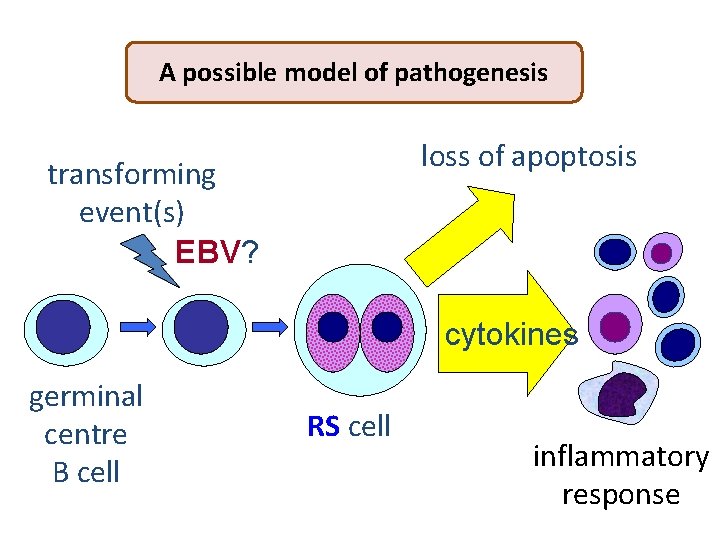 A possible model of pathogenesis loss of apoptosis transforming event(s) EBV? cytokines germinal centre
